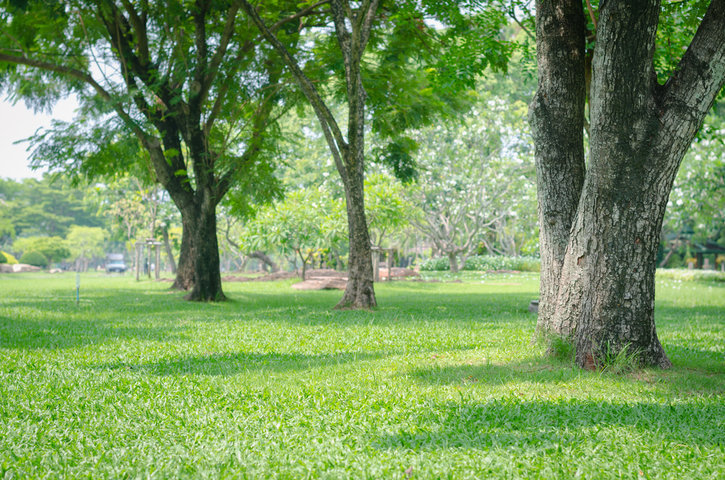 park